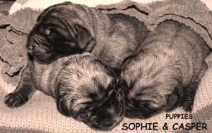 Sophie & Casper pupps