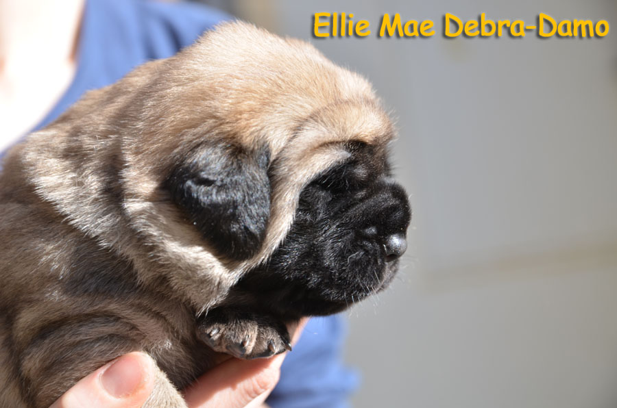 ellie mae 14 days